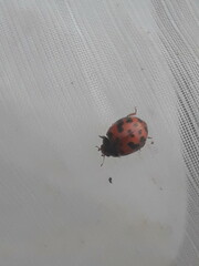 Subcoccinella vigintiquatuorpunctata