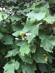 Sparrmannia africana