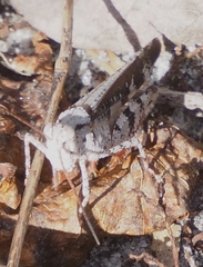 Spharagemon marmorata