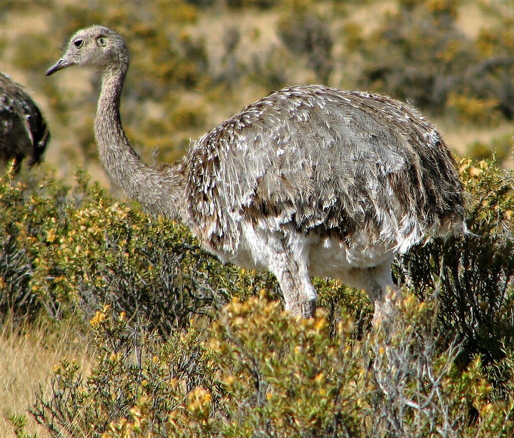 Lesser Rhea (Darwin's)