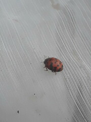 Subcoccinella vigintiquatuorpunctata