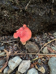 Russula rhodocephala
