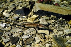 Podarcis carbonelli carbonelli