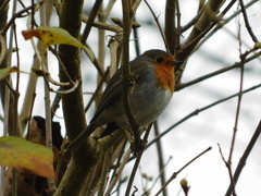 Erithacus rubecula