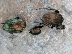 Carabus ulrichii