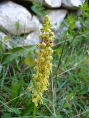 Orchis anthropophora