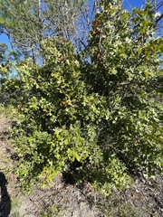 Quercus margaretiae