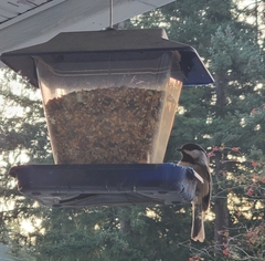 Poecile atricapillus