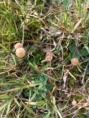 Galerina graminea