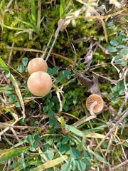 Galerina graminea