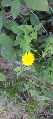 Sonchus tenerrimus