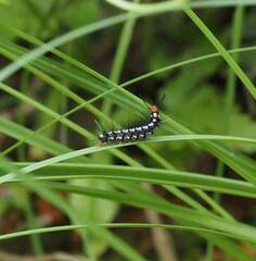 Nyctemera adversata