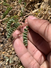 Astragalus iodanthus