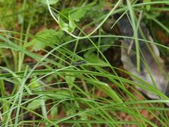 Nyctemera adversata