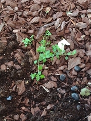 Stellaria media