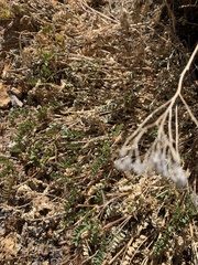 Astragalus iodanthus