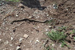 Crotalus molossus oaxacus