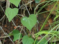 Pericampylus glaucus