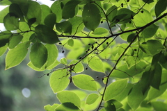 Symplocos paniculata