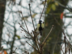 Parus major