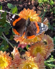 Vanessa atalanta