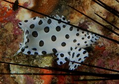 Chromileptes altivelis