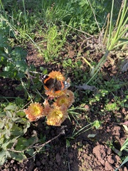 Vanessa atalanta