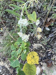 Pseudognaphalium