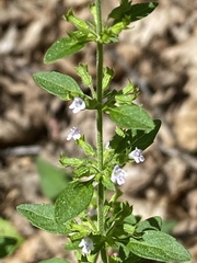 Hedeoma pulegioides