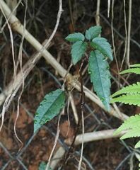 Causonis corniculata