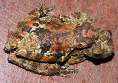 Dendropsophus melanargyreus