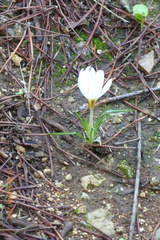 Crocus hyemalis