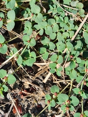 Euphorbia cinerascens