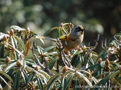 Trochalopteron variegatum