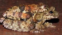 Dendropsophus melanargyreus