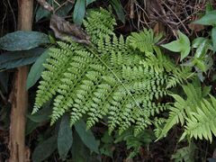 Microlepia nepalensis