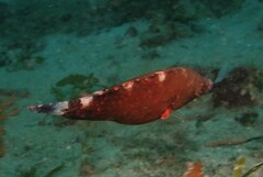 Cheilinus chlorourus