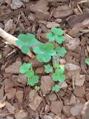 Oxalis acetosella