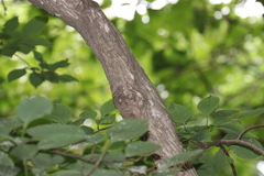 Symplocos paniculata