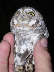 Micrathene whitneyi