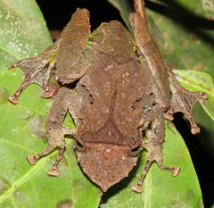 Scinax garbei