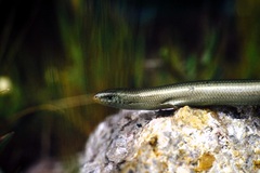 Chalcides striatus