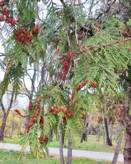 Cupressaceae