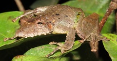 Scinax garbei