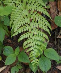 Microlepia nepalensis