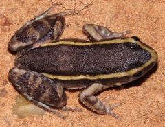 Lithodytes lineatus