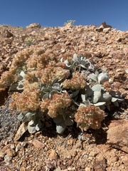 Eriogonum robustum