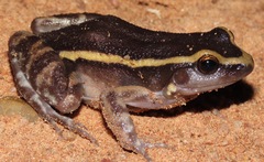 Lithodytes lineatus