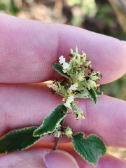 Lippia graveolens