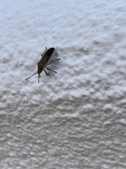 Catorhintha selector